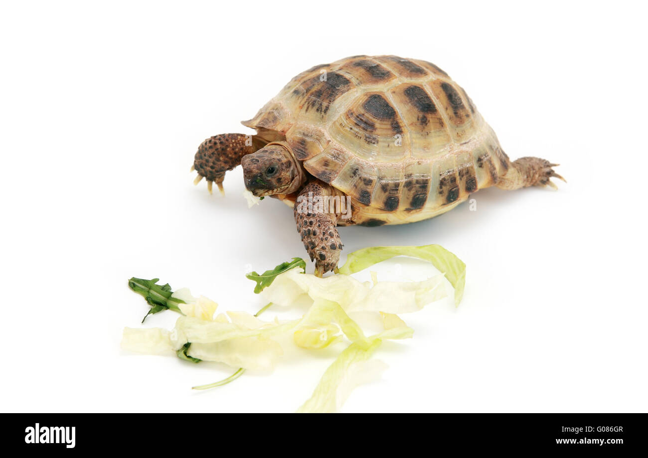 Russian tortoise eating cabbage Stock Photo