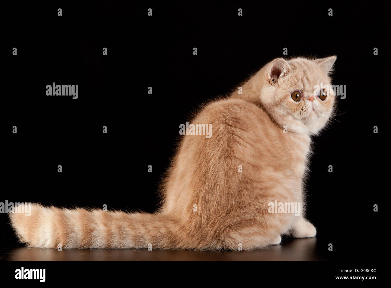 Exotic Shorthair Cat Exotic Domestic Cat On Black Stock Photo