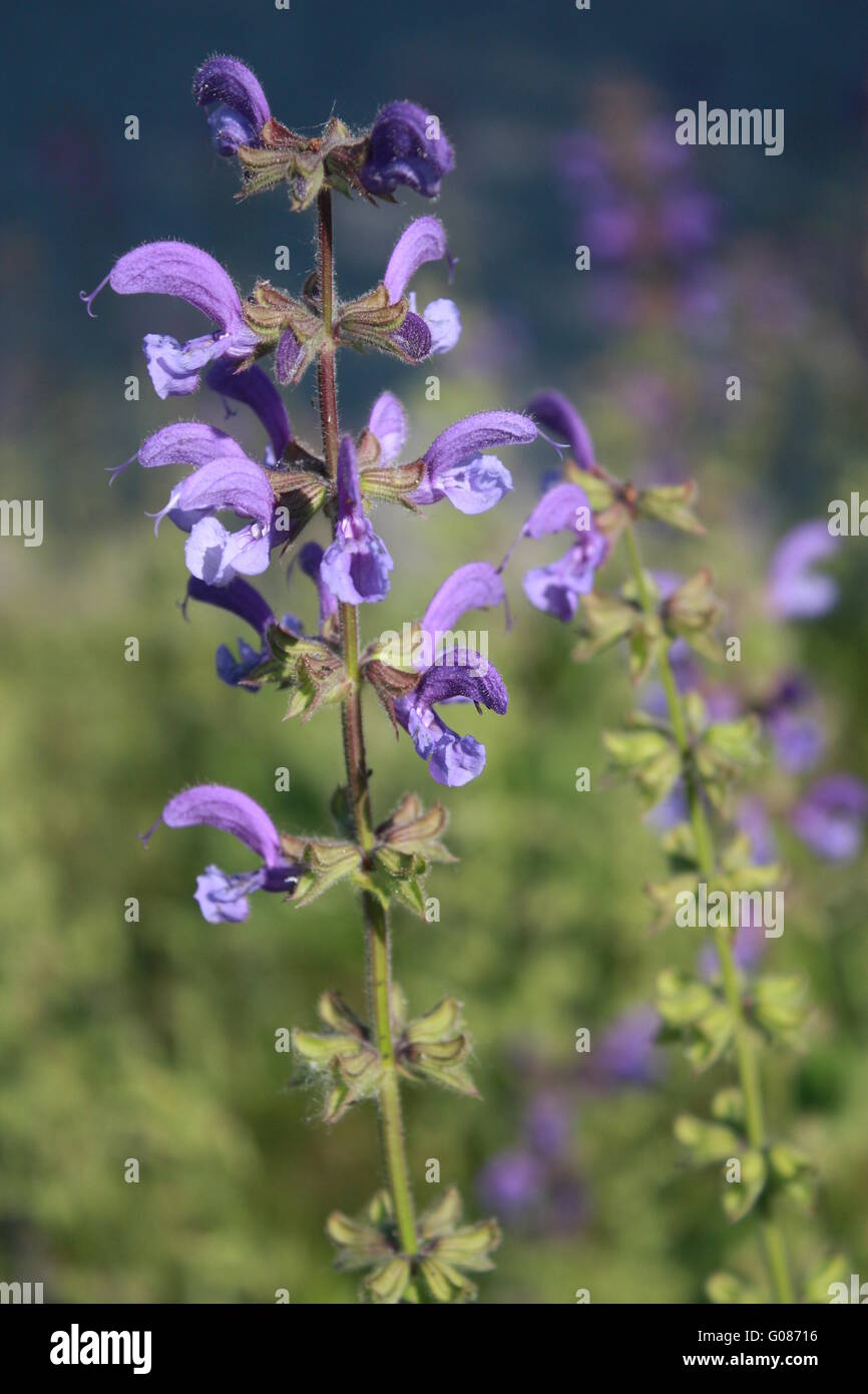 Medicinal plant salvia pratensis hi-res stock photography and images ...