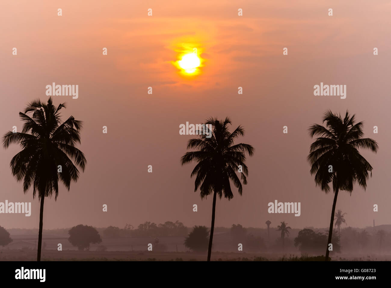 Tree Palm Trees Stock Photo - Alamy