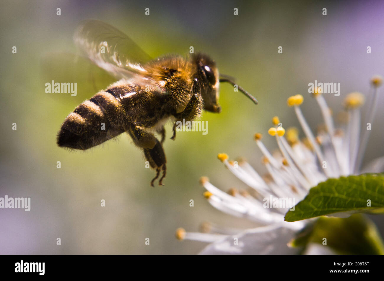 European Honey Bee pollinating flower. Stock Photo