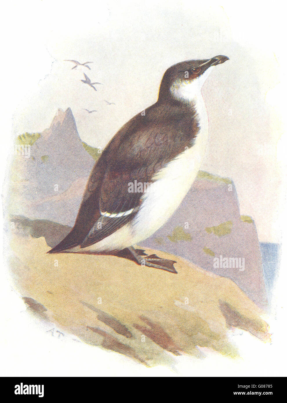 BIRDS: Razor Bill , antique print 1901 Stock Photo