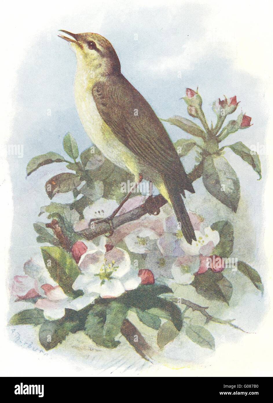 BIRDS: Chiff-Chaff: (4 5), antique print 1901 Stock Photo