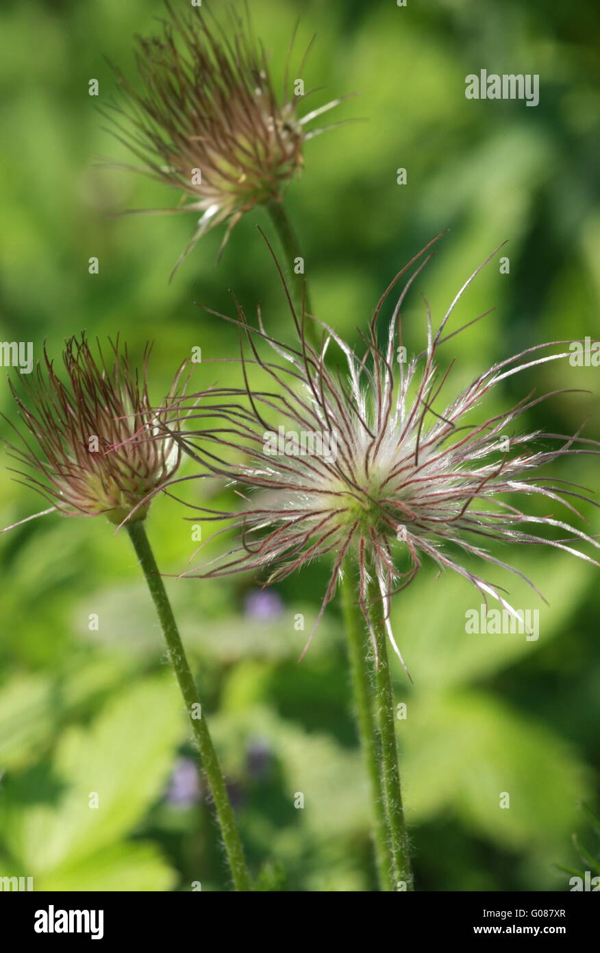 withered flower, Pasque 7 Stock Photo
