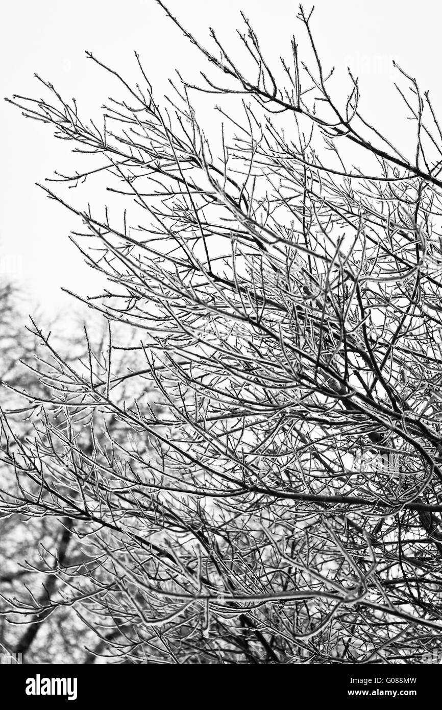 Frozen bushes Stock Photo