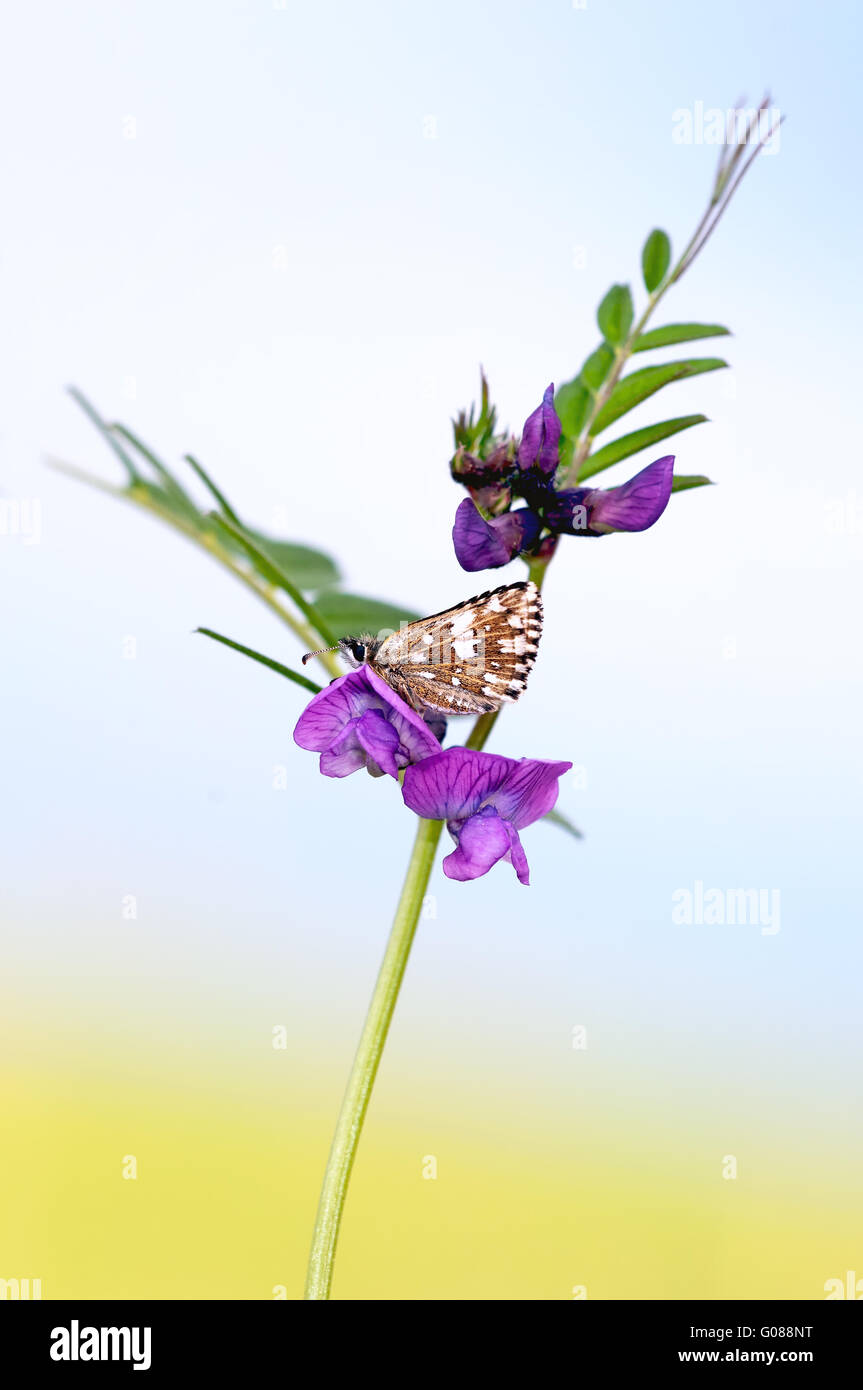 grizzled skipper on Common Vetch IV Stock Photo