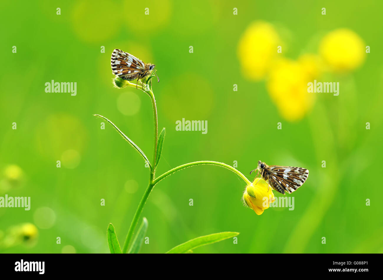 grizzled skipper on buttercup Stock Photo