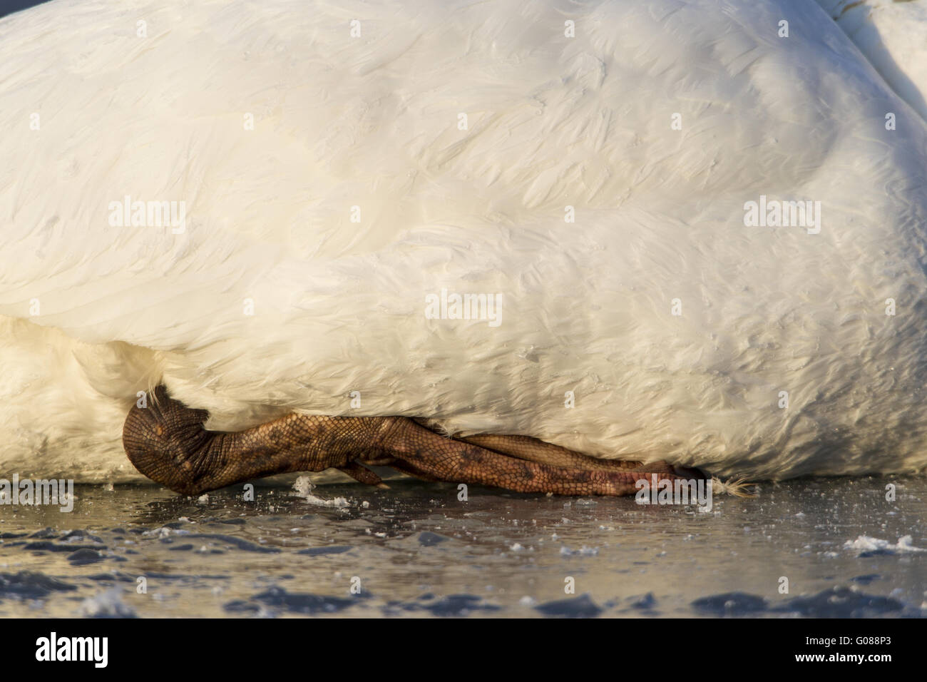 Hard Frozen Mute Swan (Cygnus olor) on a frozen ri Stock Photo