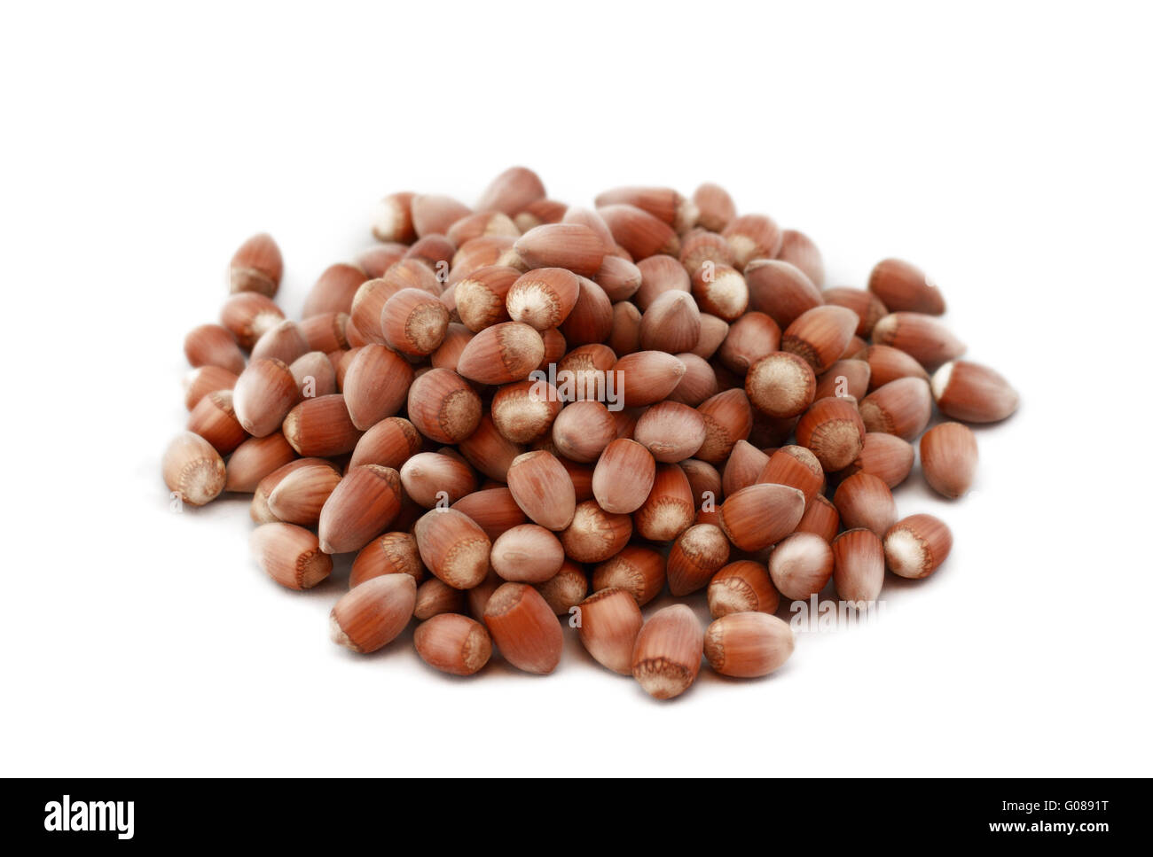 Hazelnut close up isolated on white background Stock Photo - Alamy