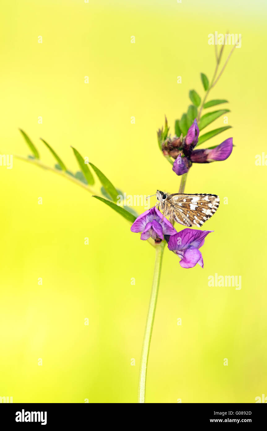 grizzled skipper on Common Vetch III Stock Photo