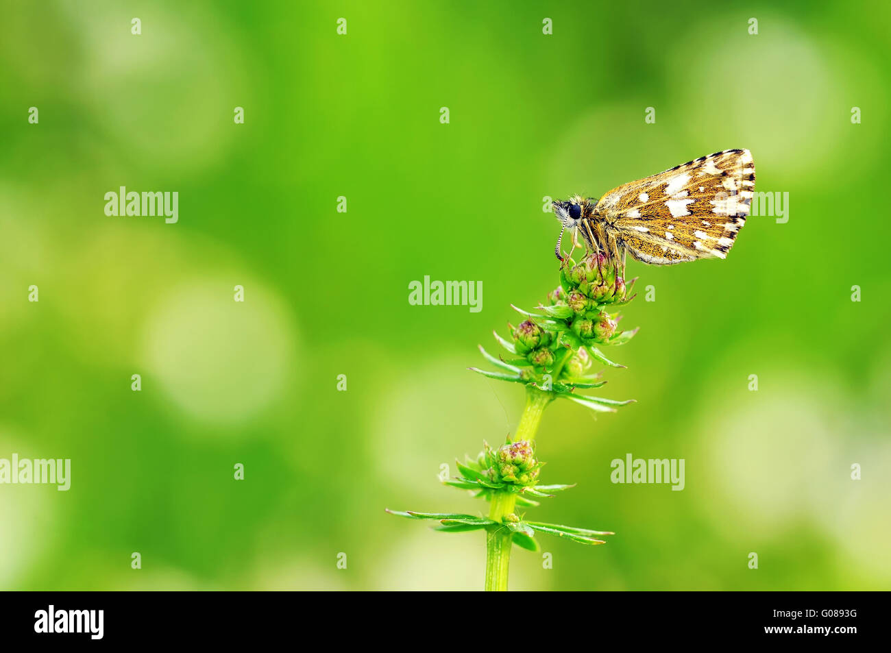 grizzled skipper female Stock Photo