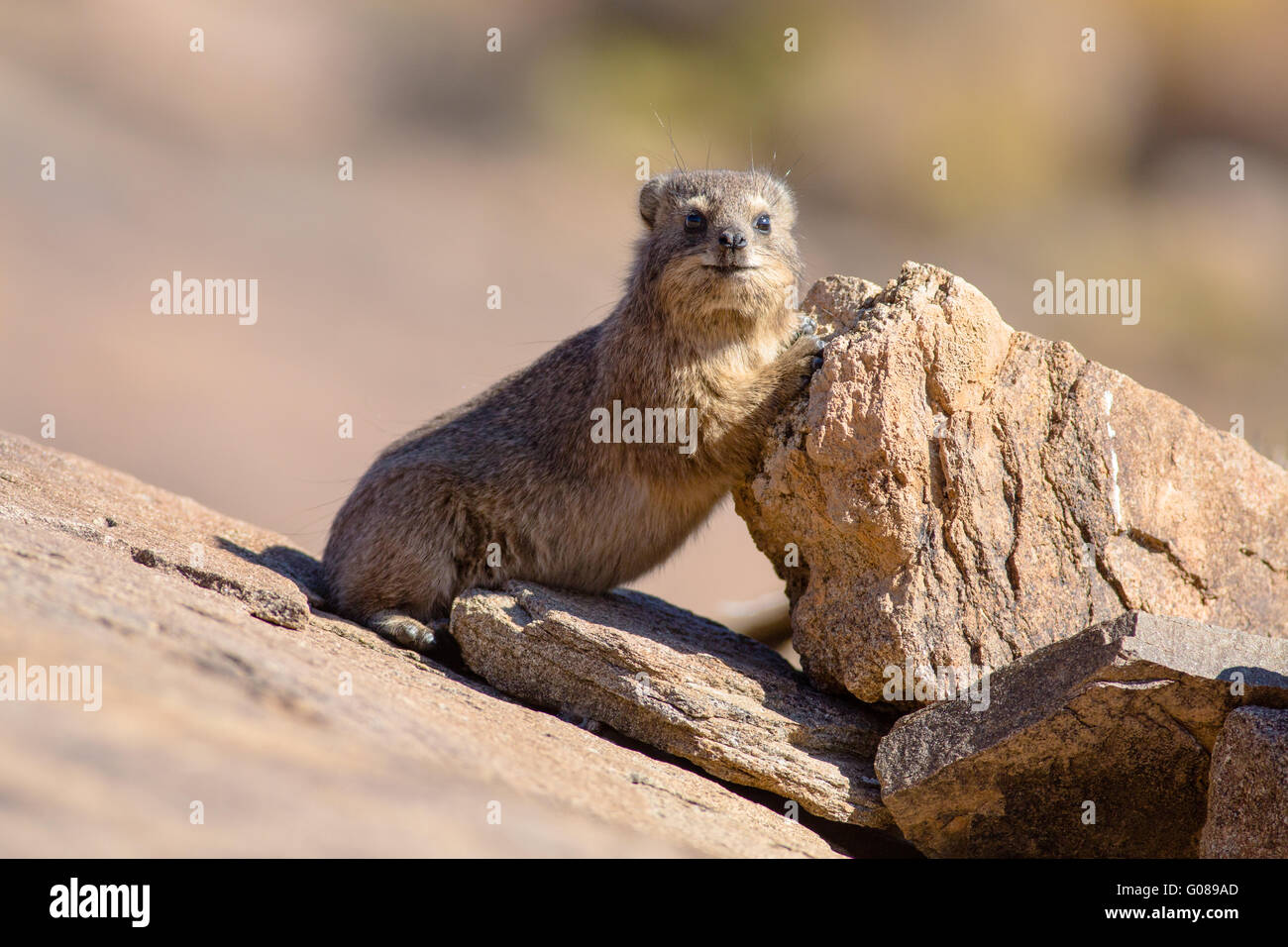 Rock hyrax play and relax on the flat rocks above the rest camp in Mountain Zebra National Park, South Africa. Stock Photo