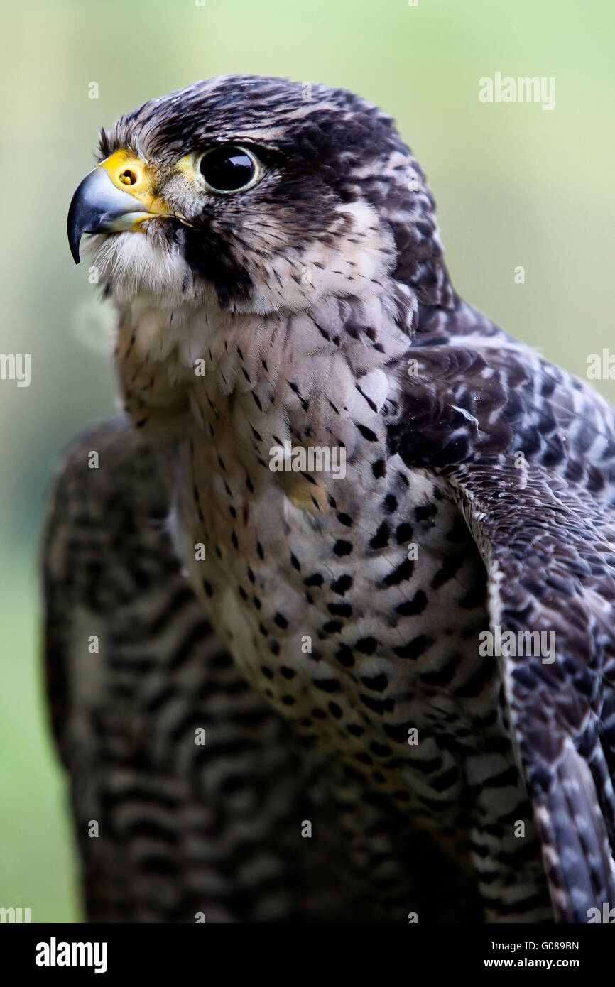 Falcon Stock Photo