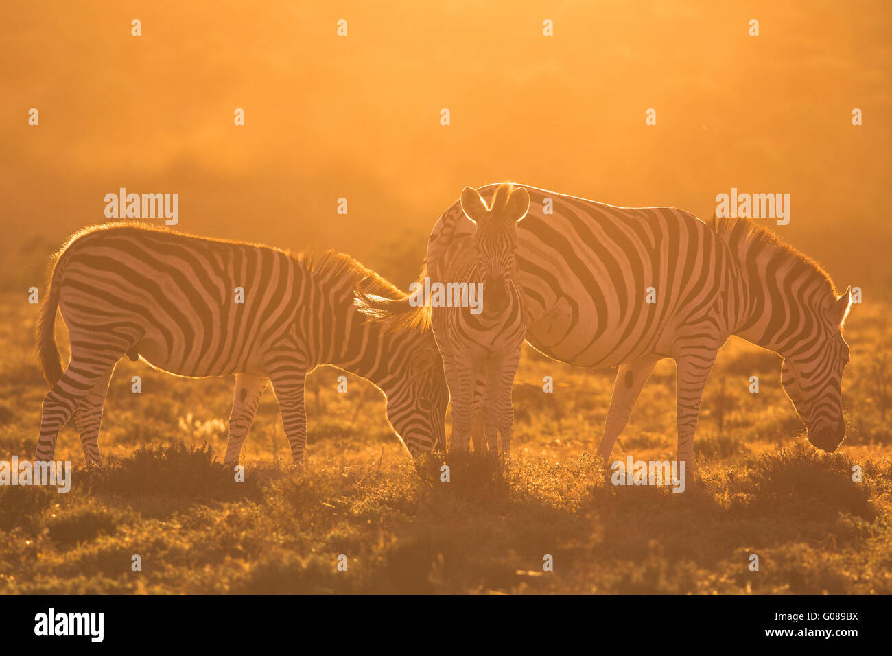 A family of Burchell's zebra graze in the fading light in Addo Elephant Park, South Africa. Stock Photo