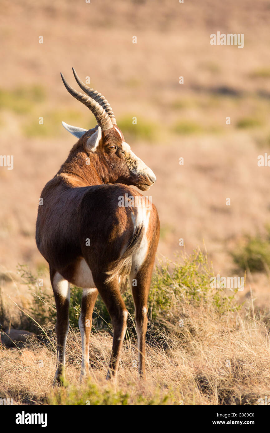 A blesbok turns slowly on the Rooiplaat, Mountain Zebra National Park, South Africa Stock Photo