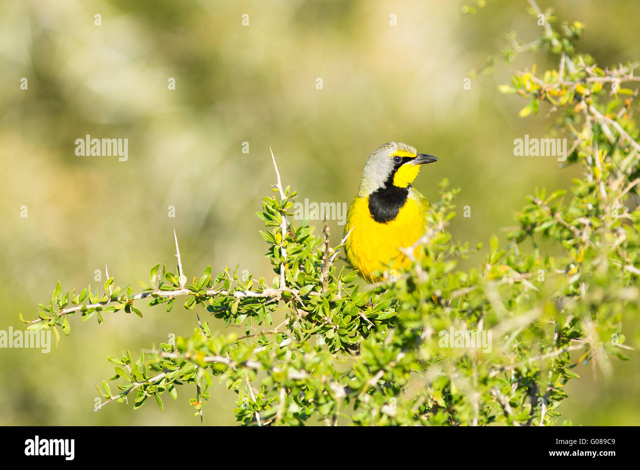 A bokmakierie (green bushshrike) peers out from the scrub in Addo National Park, South Africa Stock Photo