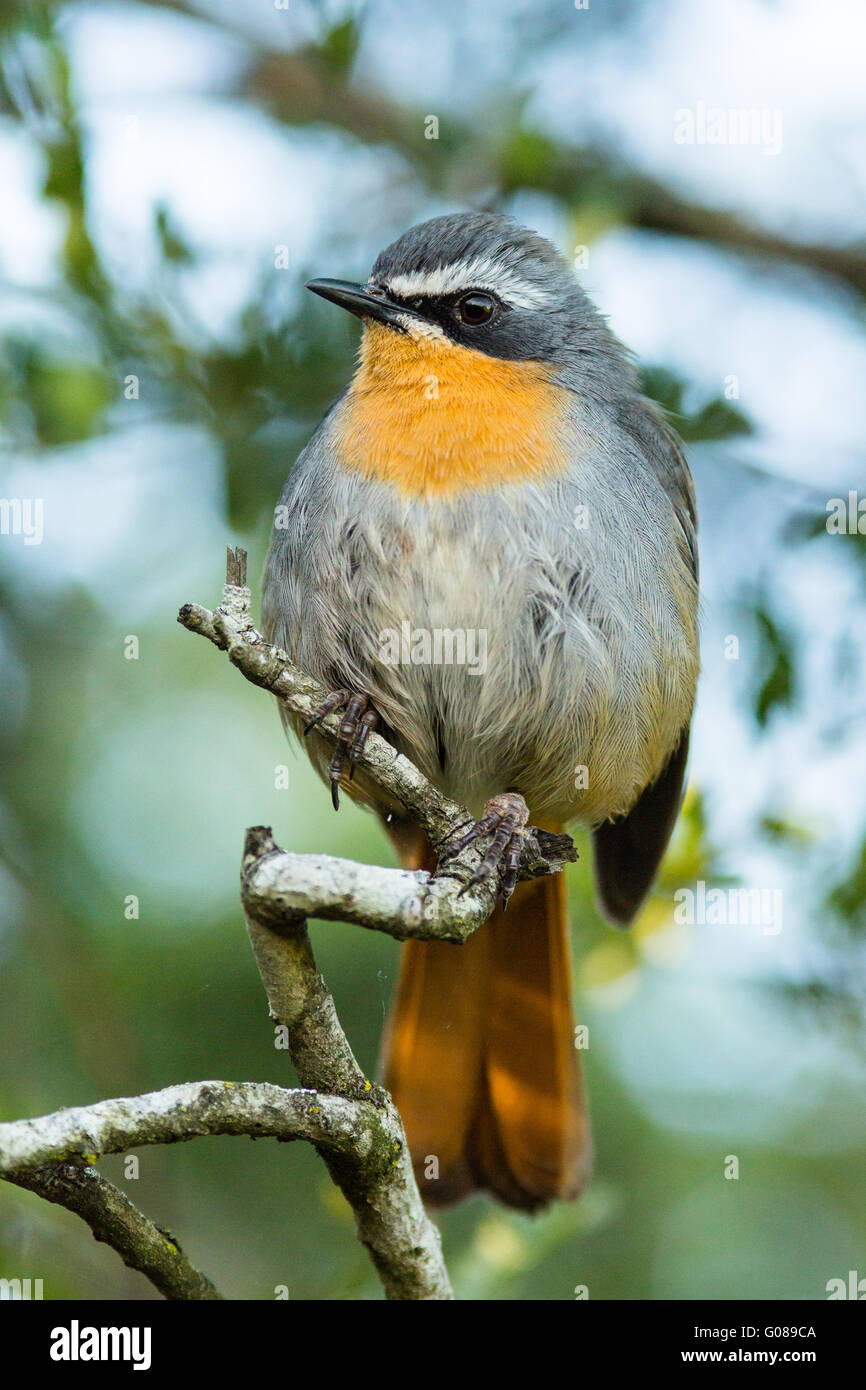 A Cape Robin Chat perches on a branch in a secluded area of Addo National Park, South Africa Stock Photo