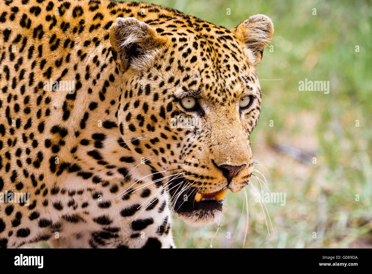 A lone leopard prowls through the low brush in western Kruger. Stock Photo