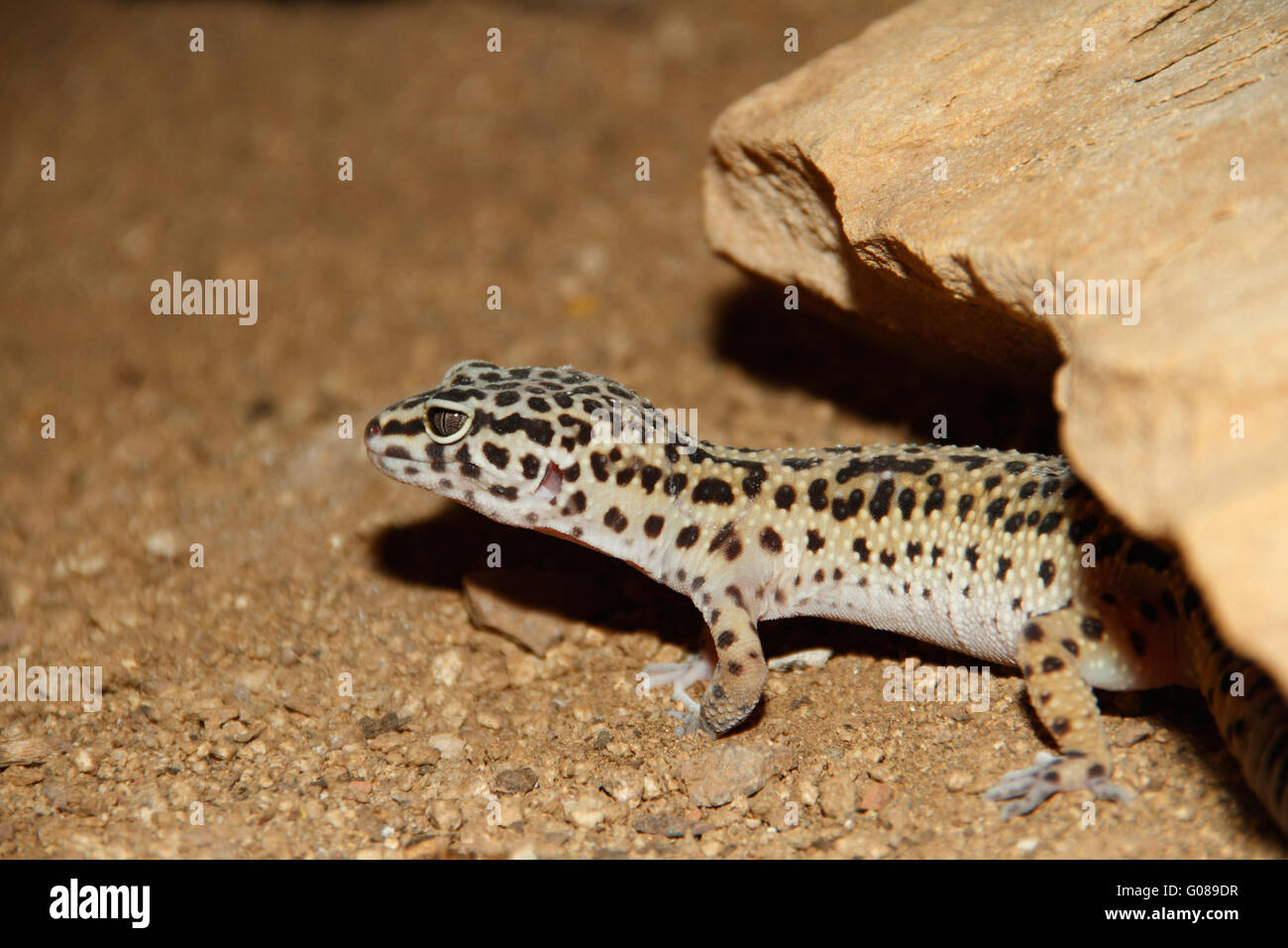 leopard-gecko Stock Photo