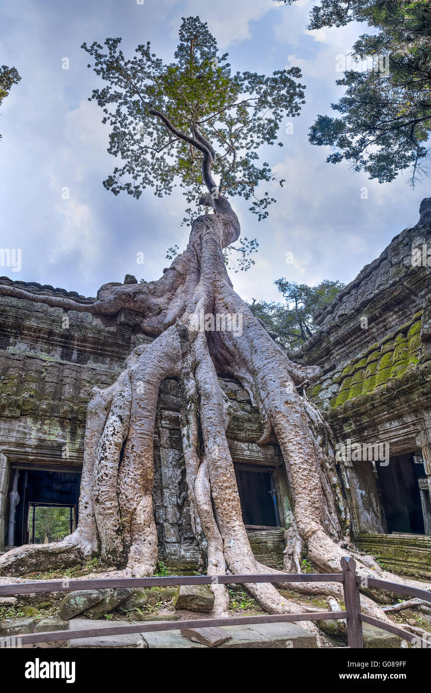 Banyan trees growing on walls of Ta Prohm temple Stock Photo
