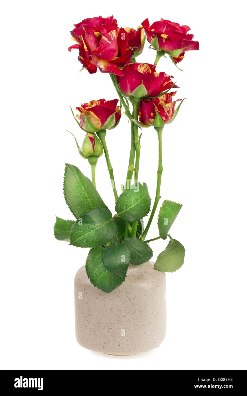 minimalistic  bouquet  - seven mini red  roses Stock Photo
