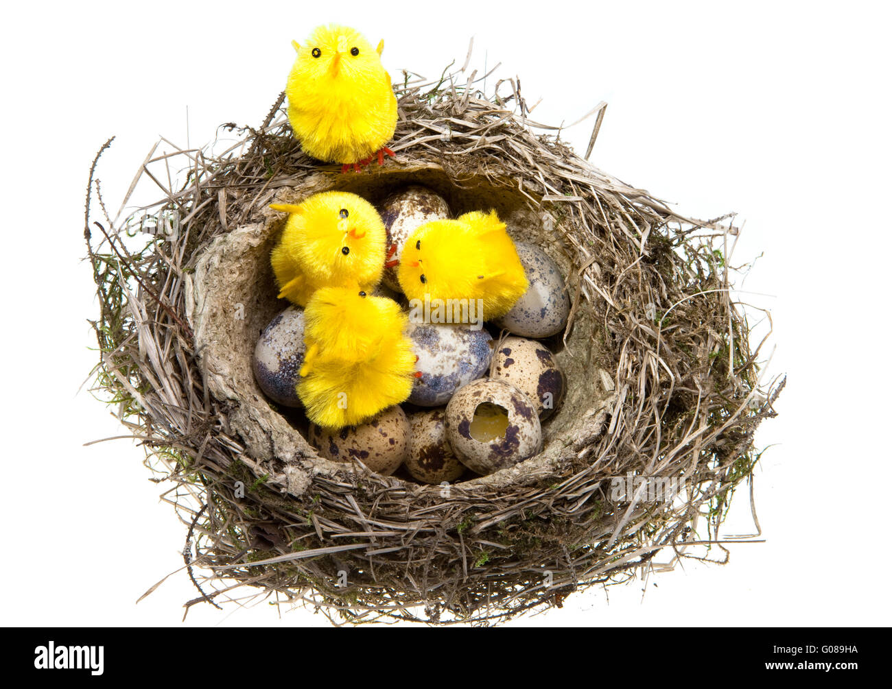 Nest with eggs and chickens on white background Stock Photo - Alamy