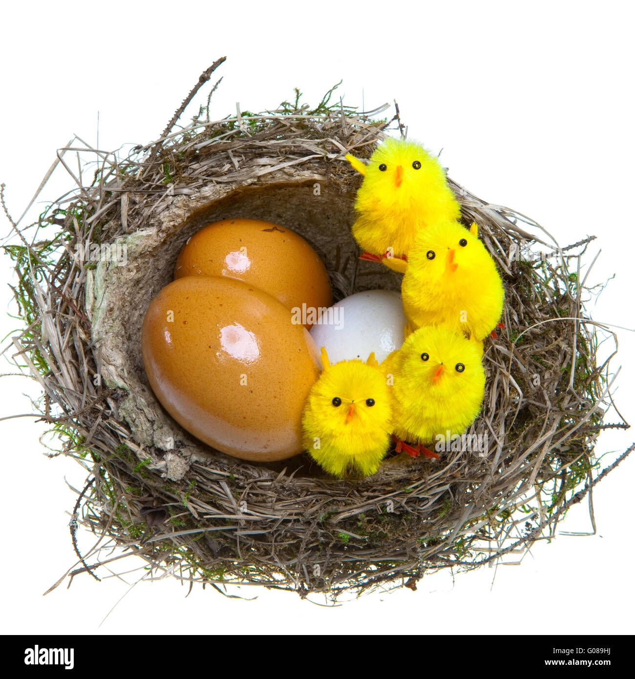 Nest with eggs and chickens on white background Stock Photo - Alamy
