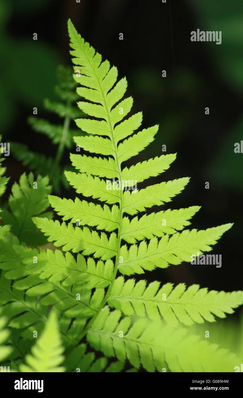 Dissected leaf, fern Stock Photo Alamy