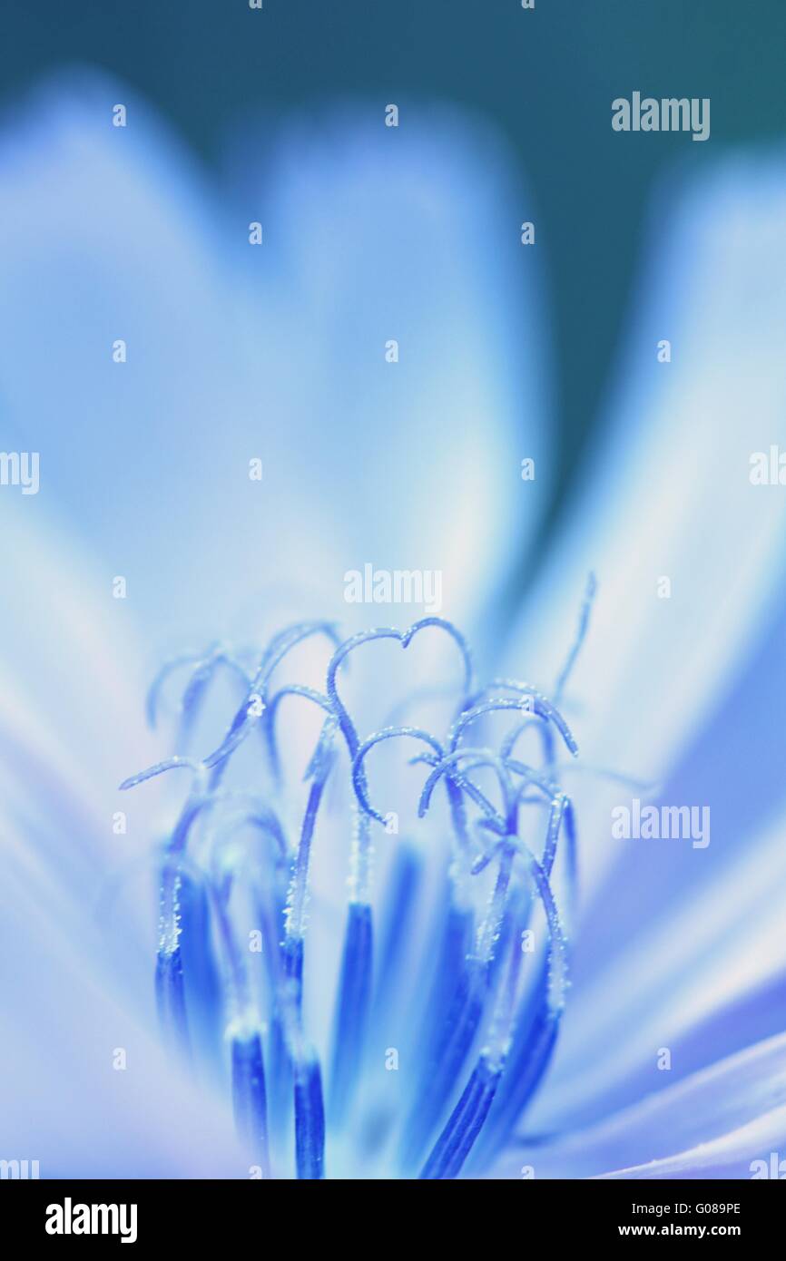 flower heart Stock Photo Alamy