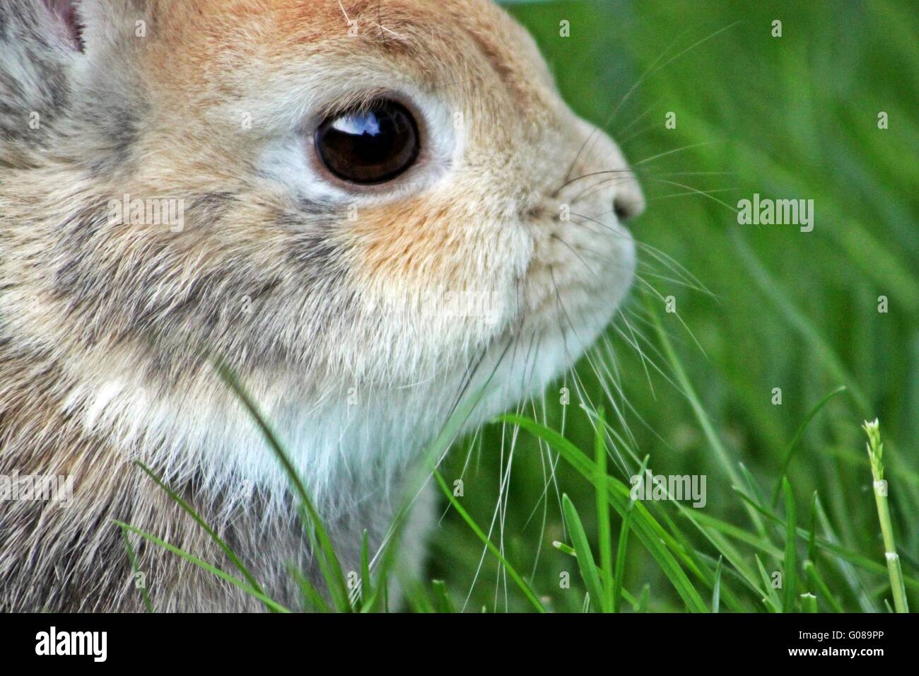 Bunny heads hi-res stock photography and images - Alamy