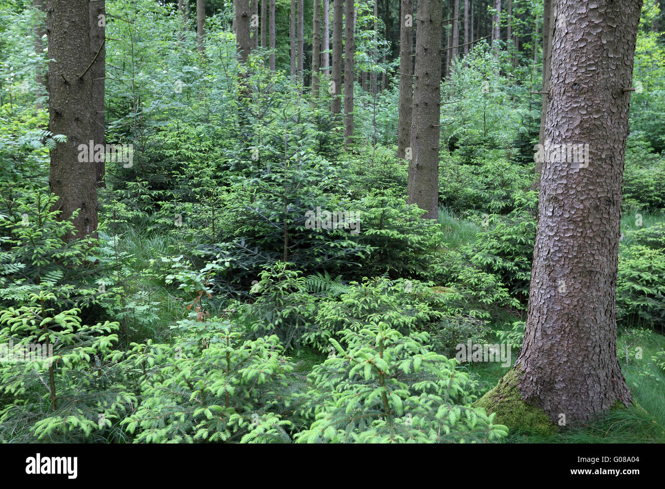 Natural rejuvination in a Bavarian spruce forests Stock Photo
