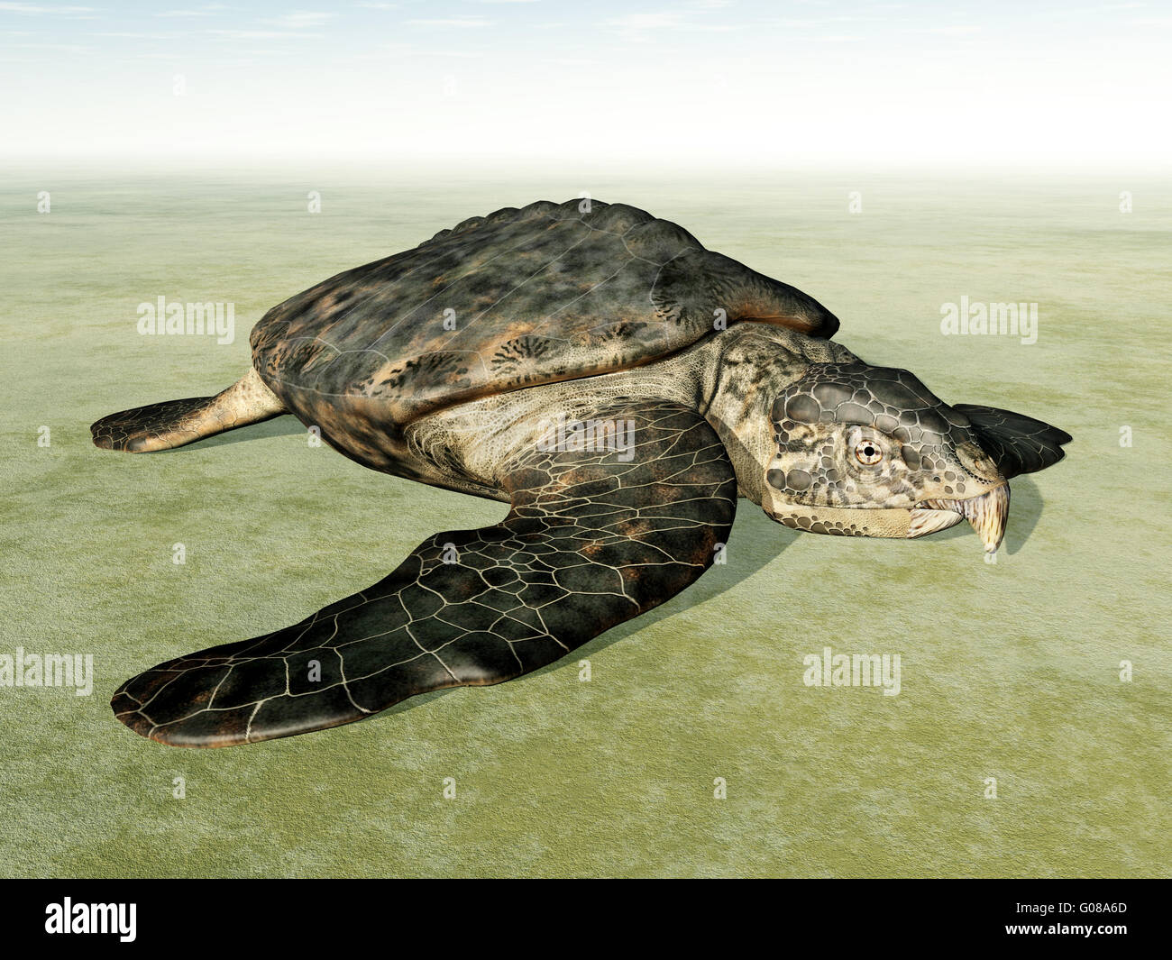 Giant Sea Turtle Archelon on Dry Stock Photo
