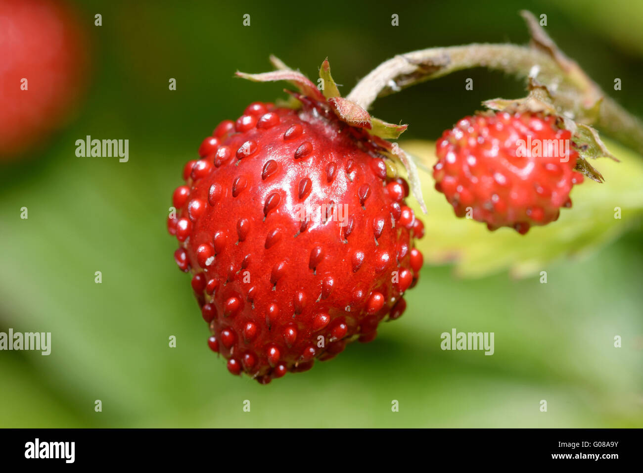 wild strawberry Stock Photo