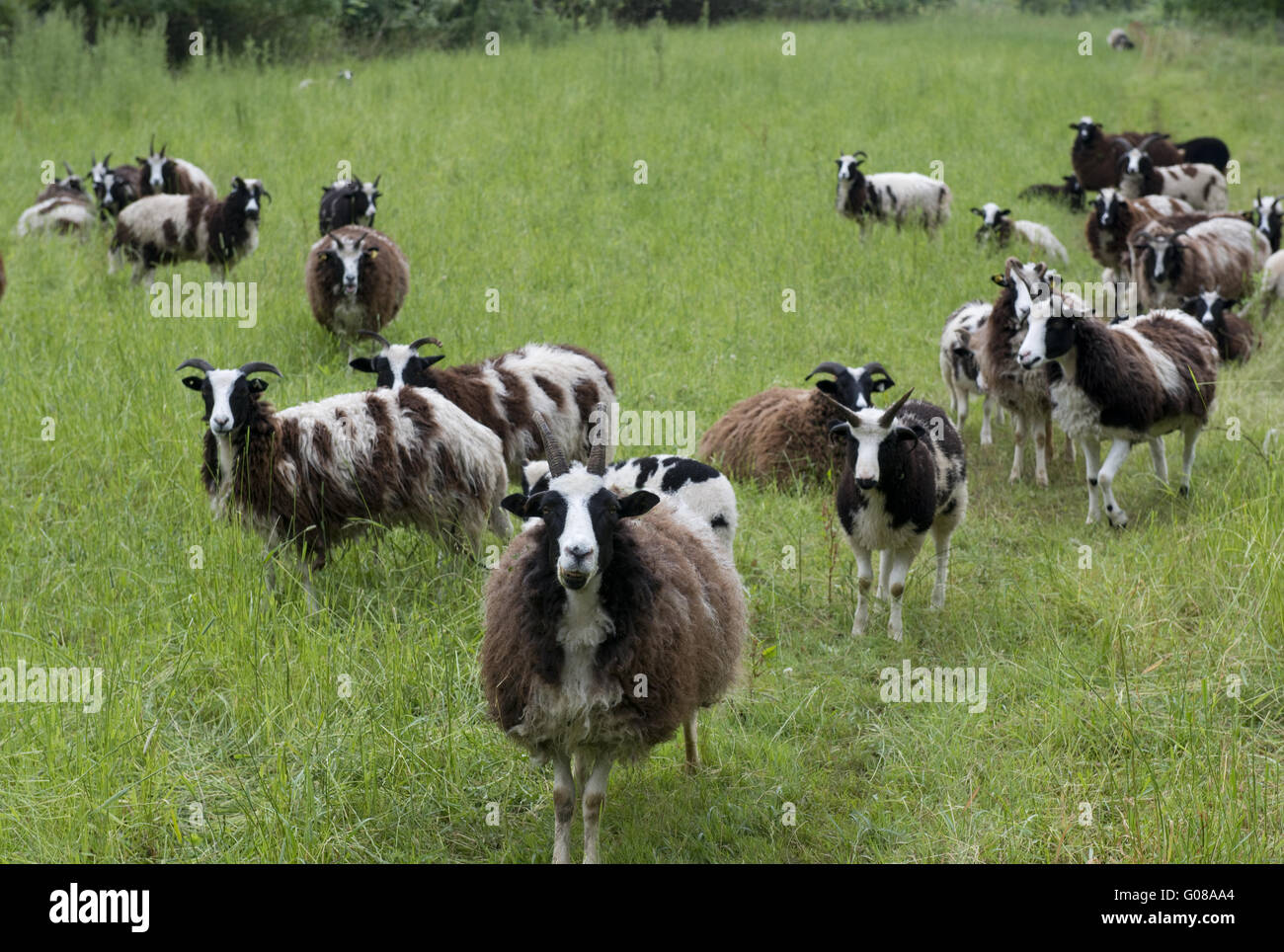 Goats wool hires stock photography and images Alamy