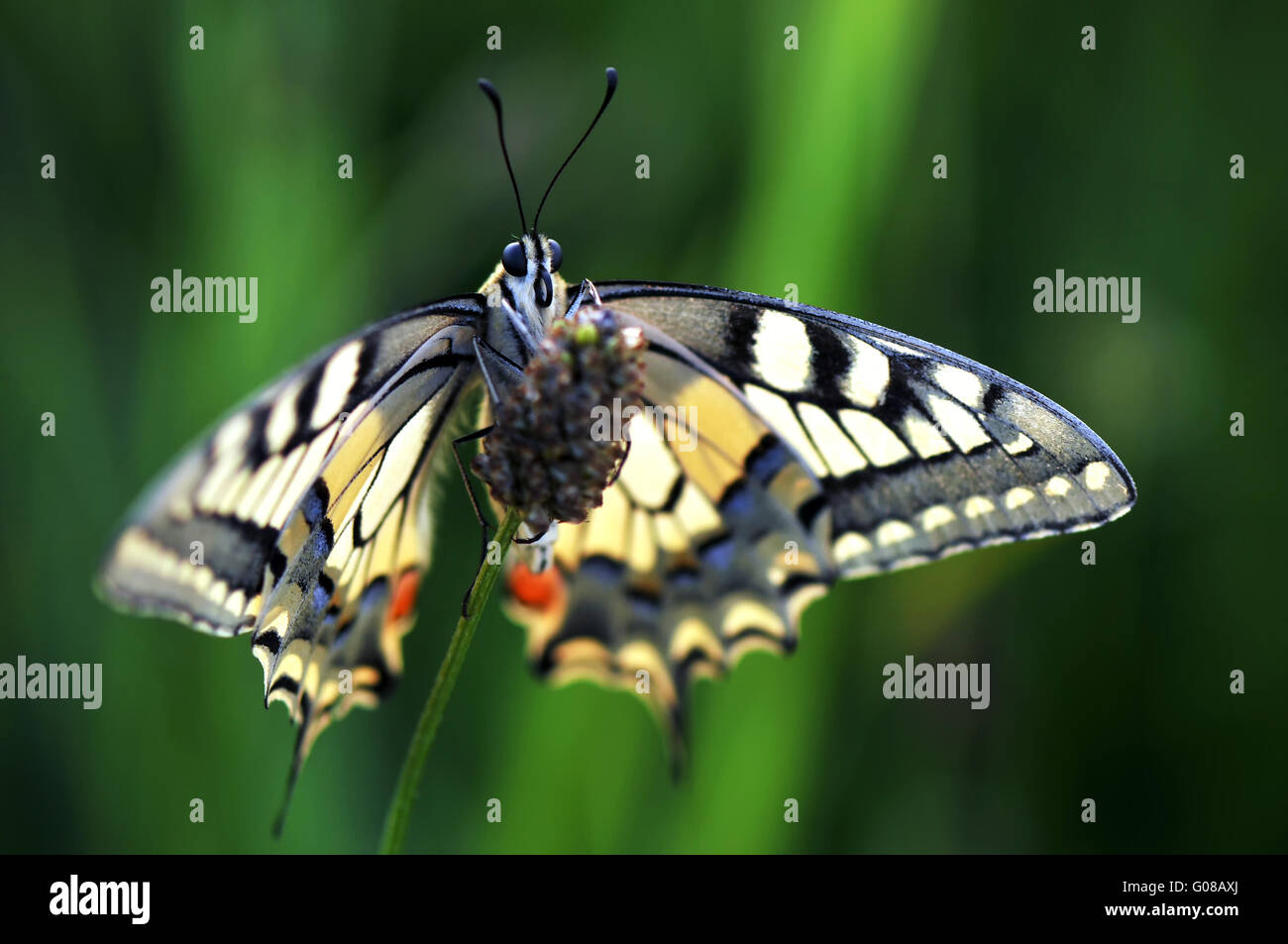 Common Yellow Swallowtail sideways Stock Photo