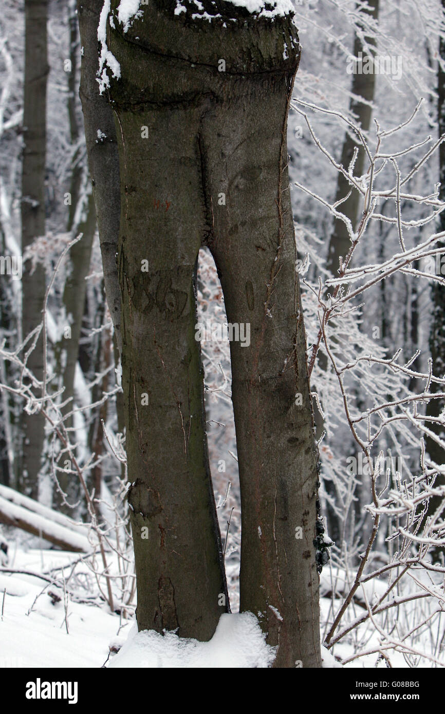 Shared Tree like a trousers - two pentlegs Stock Photo