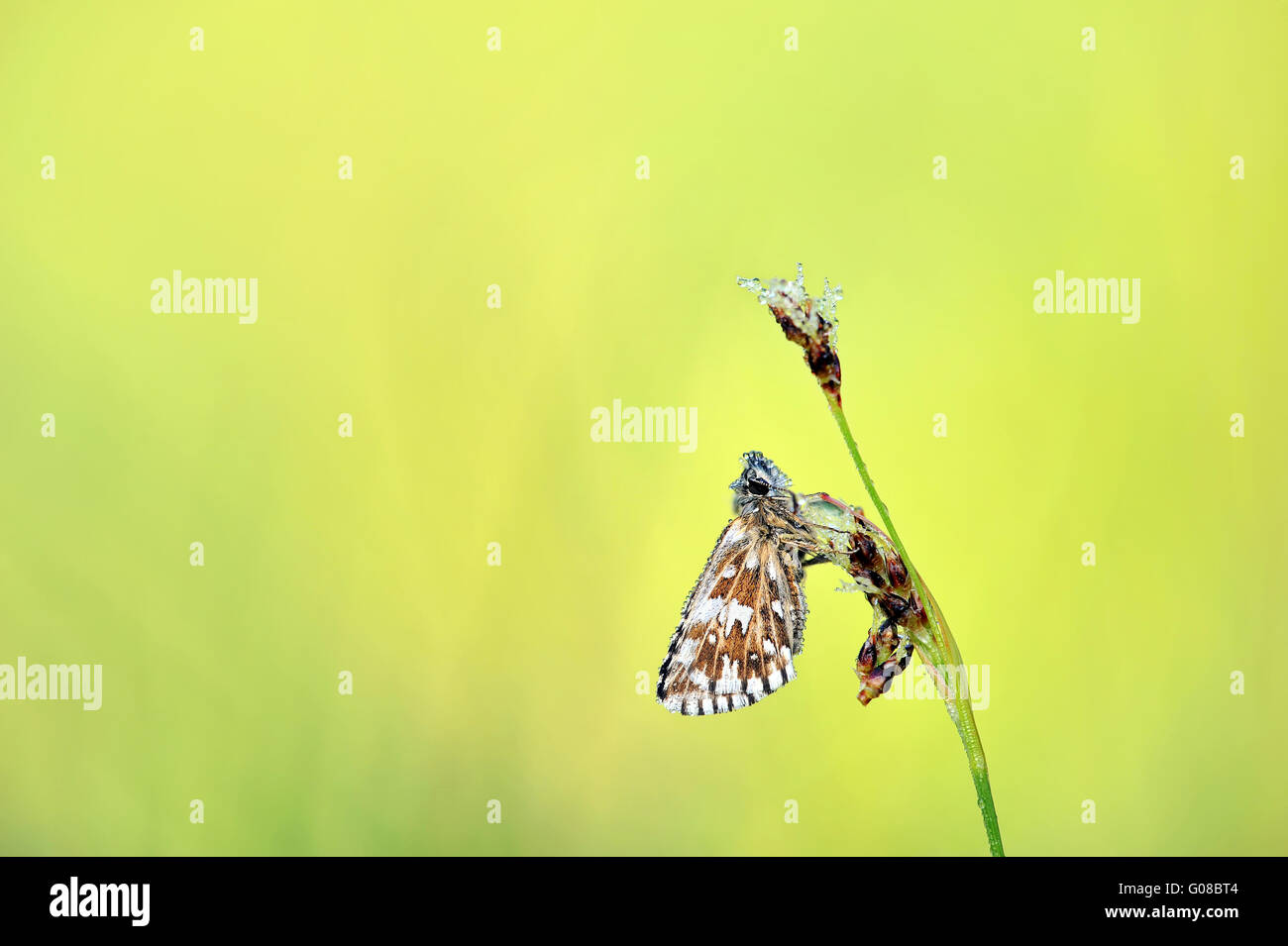 grizzled skipper with watertrops Stock Photo