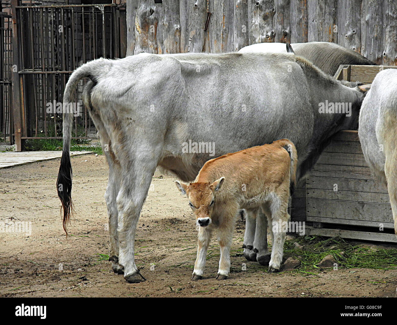 Small Hungarian grey cattle Stock Photo