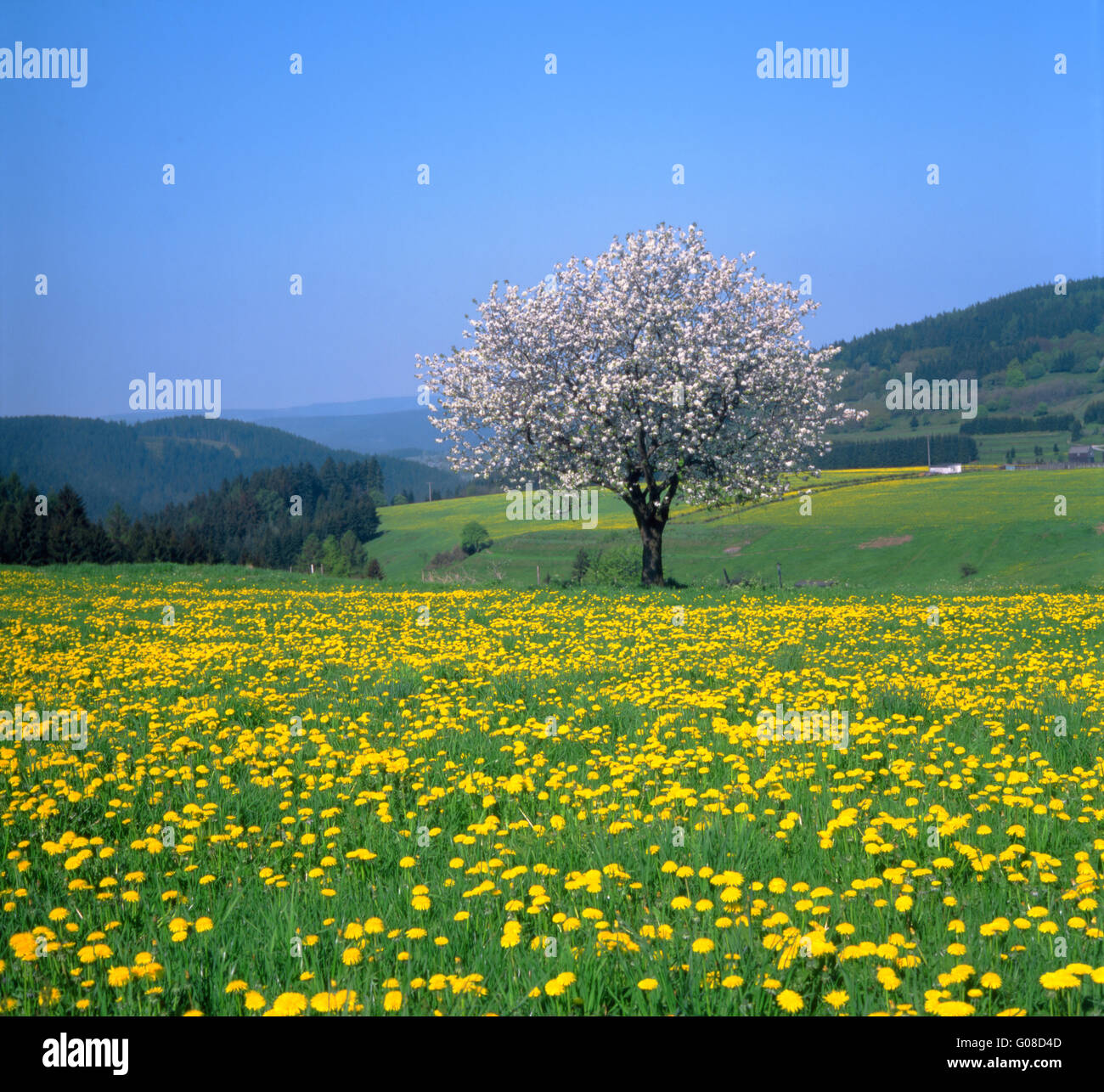 Dandelion meadow with lonely blossoming fruit tree Stock Photo