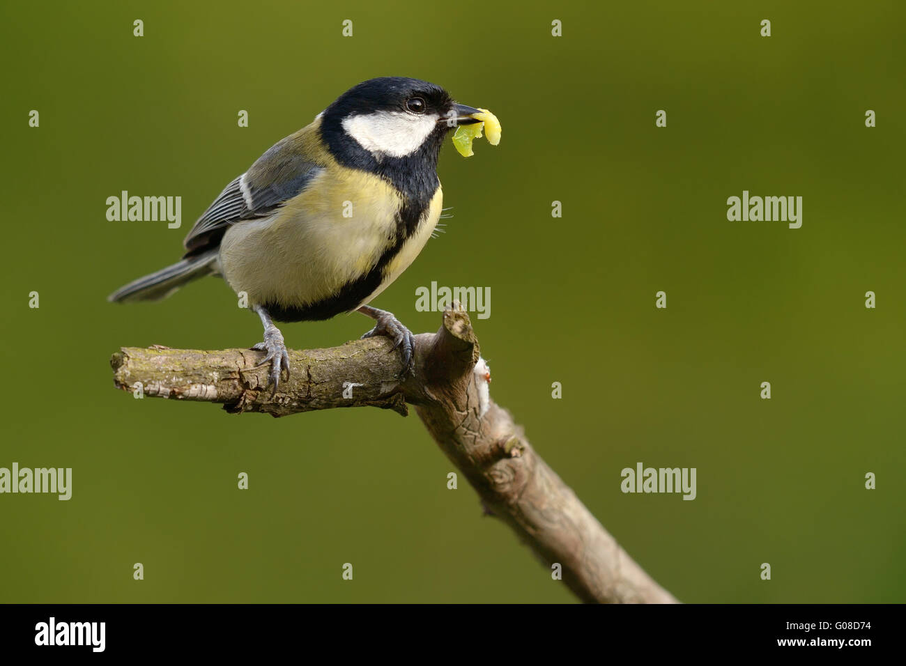 Great Tit with larva Stock Photo