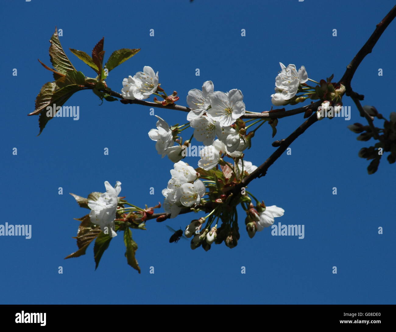 cherry blossom branches 1 Stock Photo Alamy