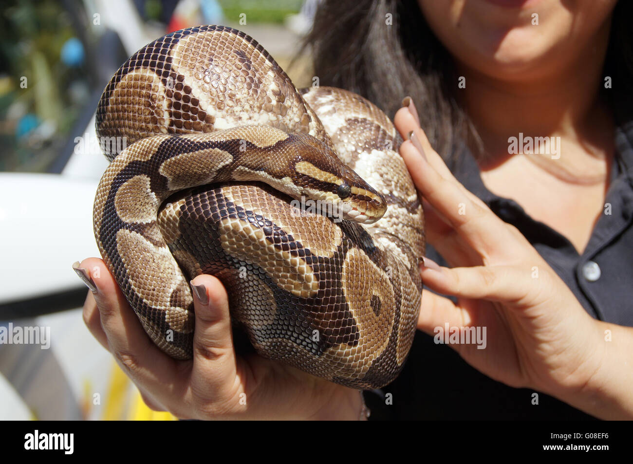 A python snake is curled up on the hand of a young Stock Photo - Alamy