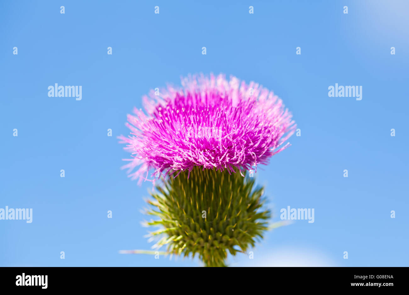 Wild thistle with pink flower on blue sky background Stock Photo