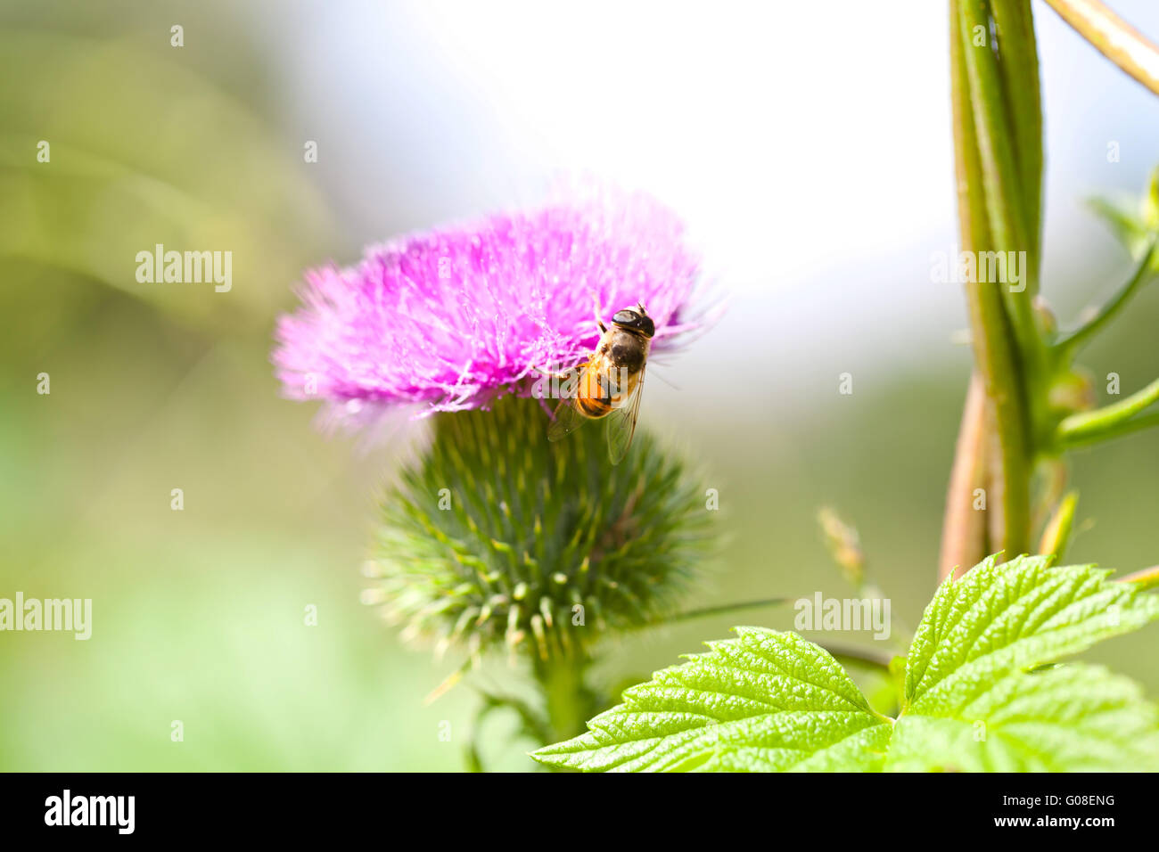 Wild thistle with pink flower and bee on green background Stock Photo