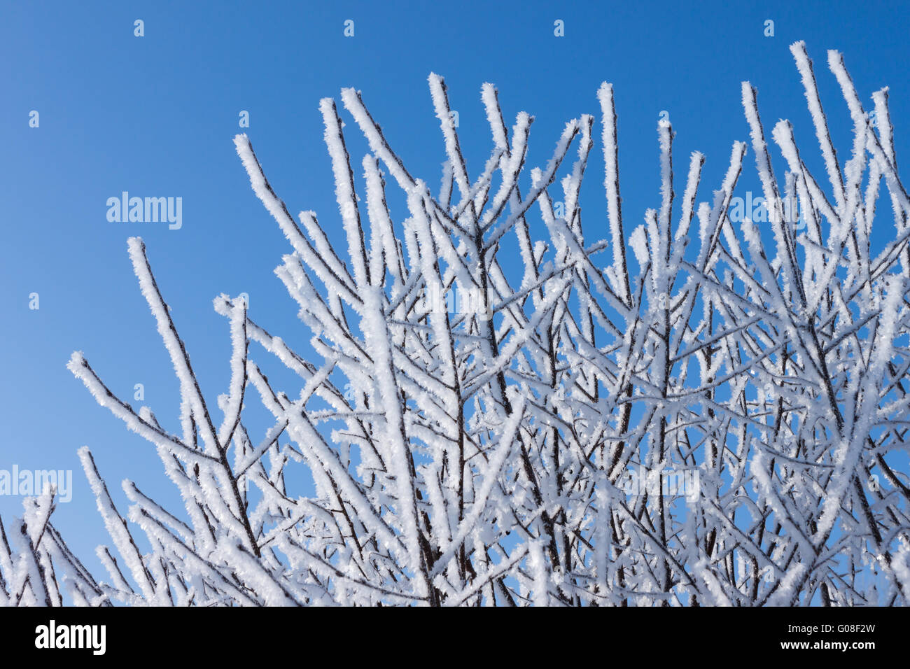 White frosted branches hi-res stock photography and images - Alamy