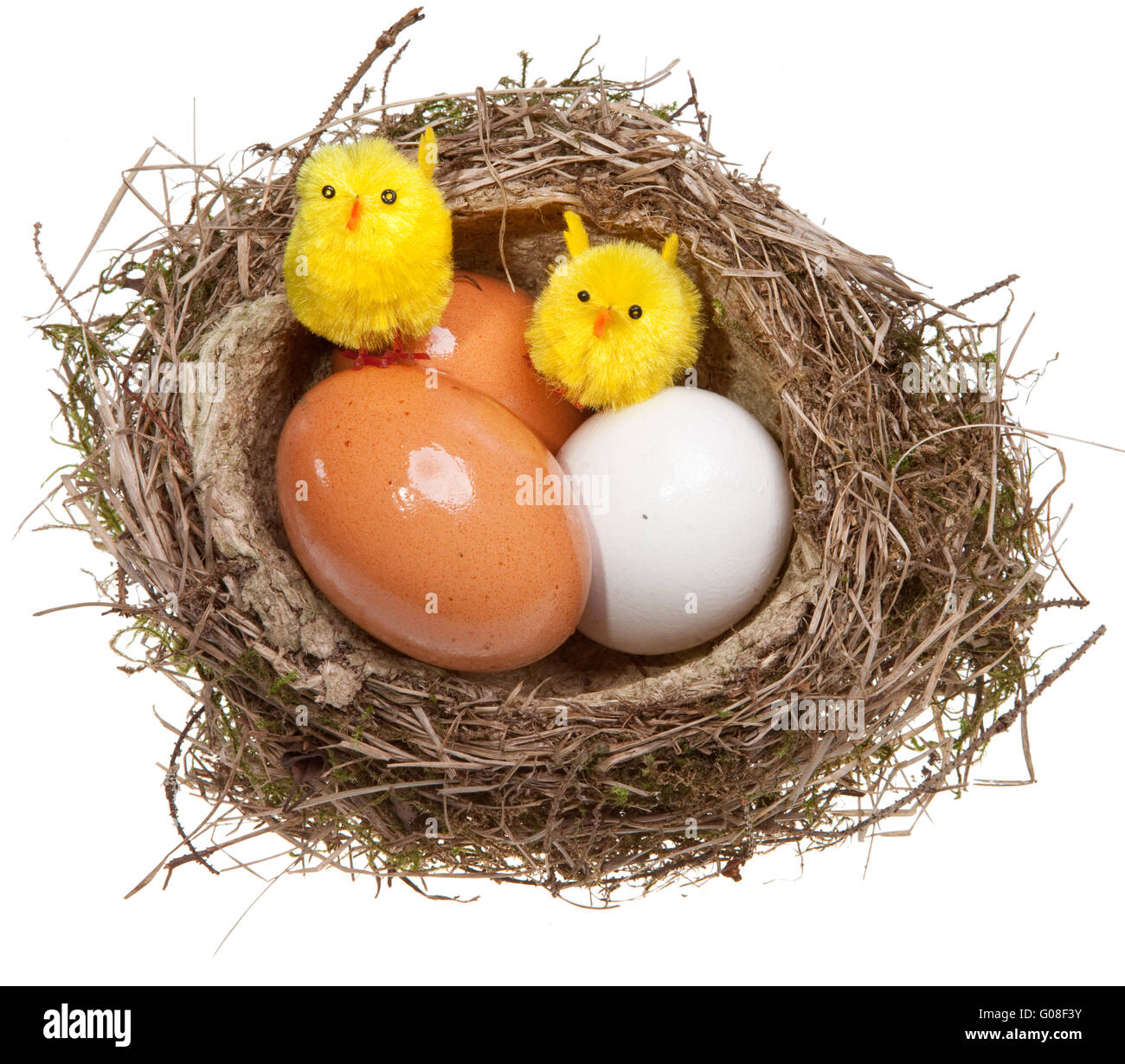 birds nest with eggs and toy chickens inside Stock Photo Alamy