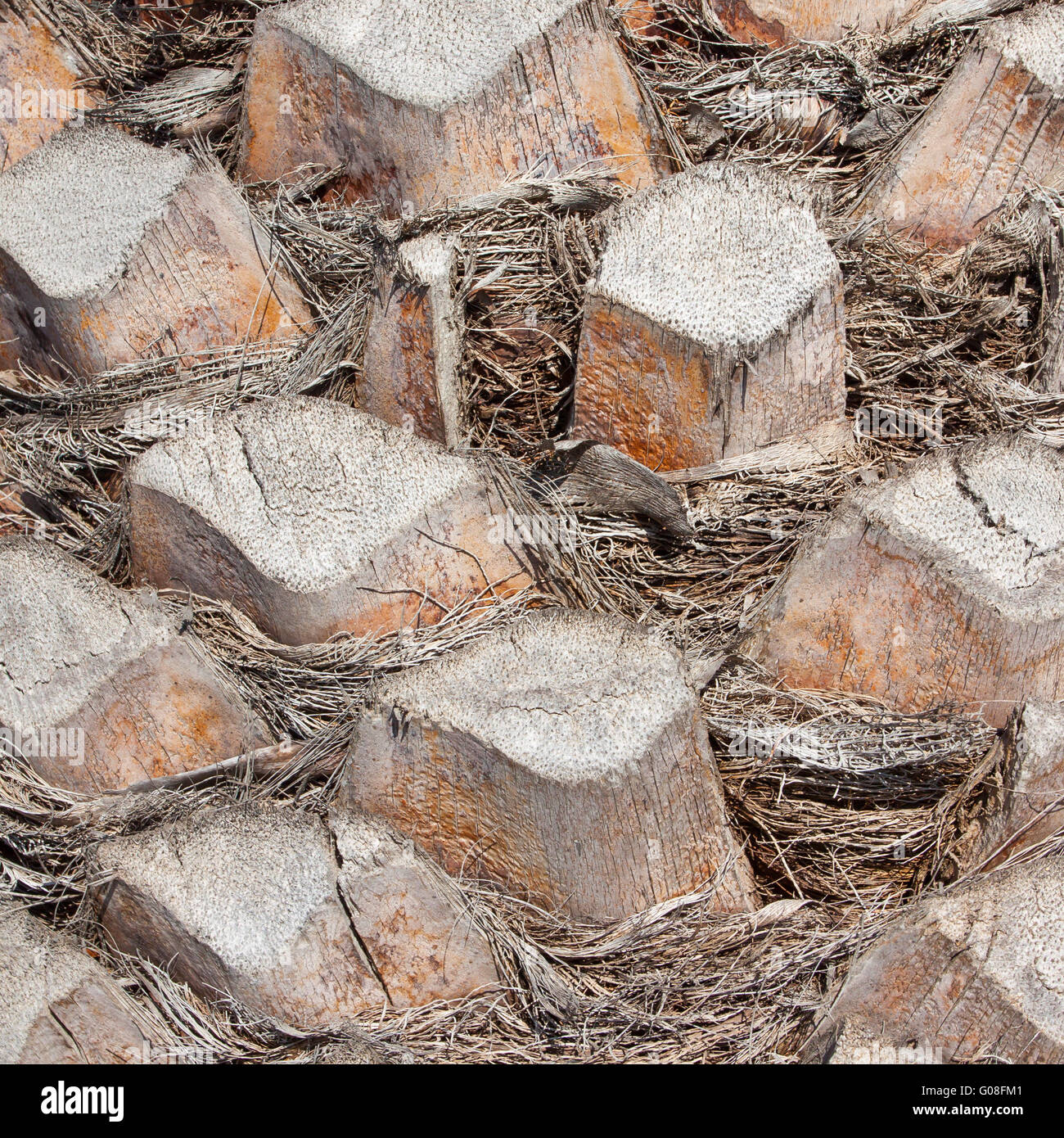 Palm tree bark Stock Photo Alamy
