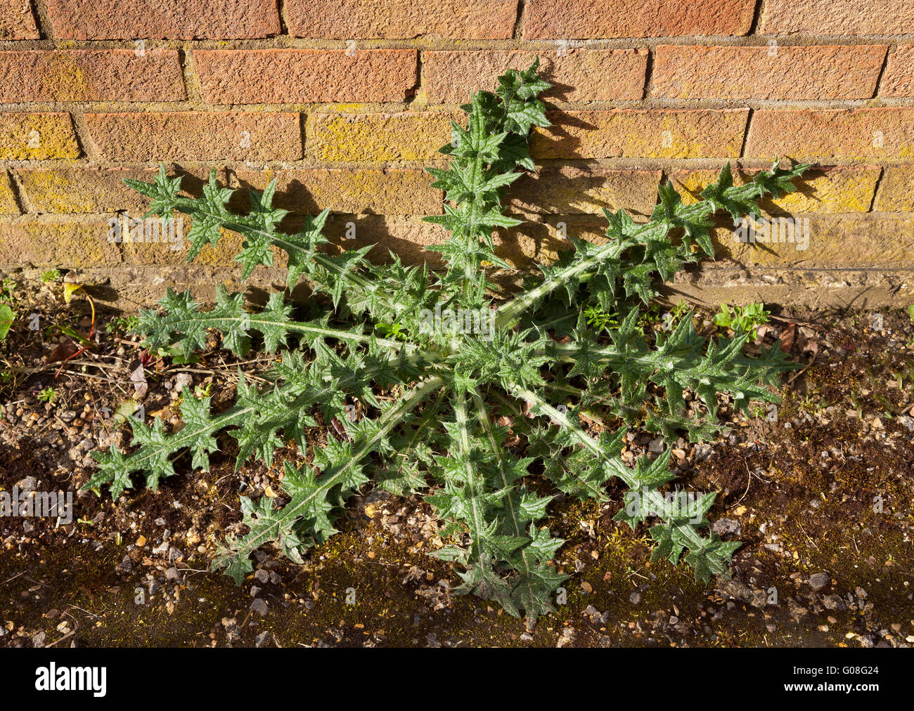 Thistle weed growing at the base of a brick wall Stock Photo - Alamy