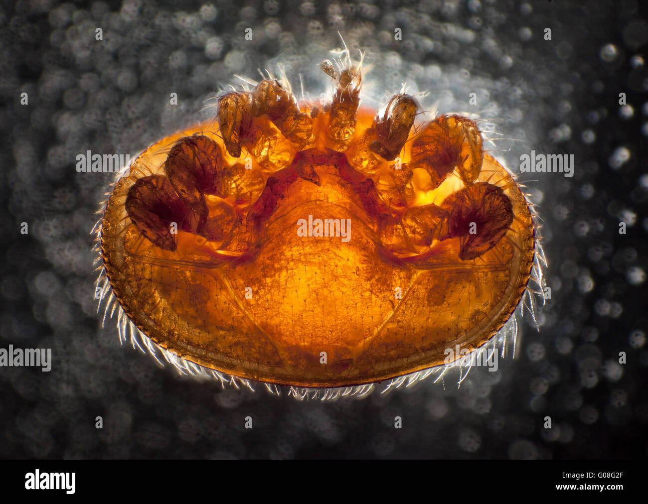 Varroa destructor parasitic bee mite, high macro view, underside Stock Photo