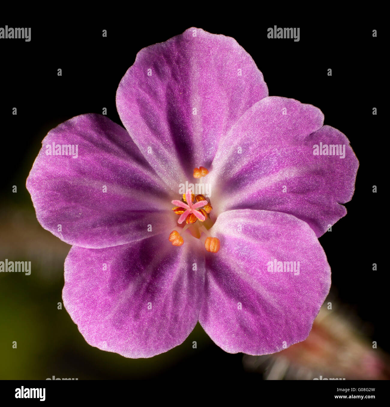 Geranium robertianum flower, Herb-Robert, Red Robin, Death come quickly, Storksbill, Stock Photo